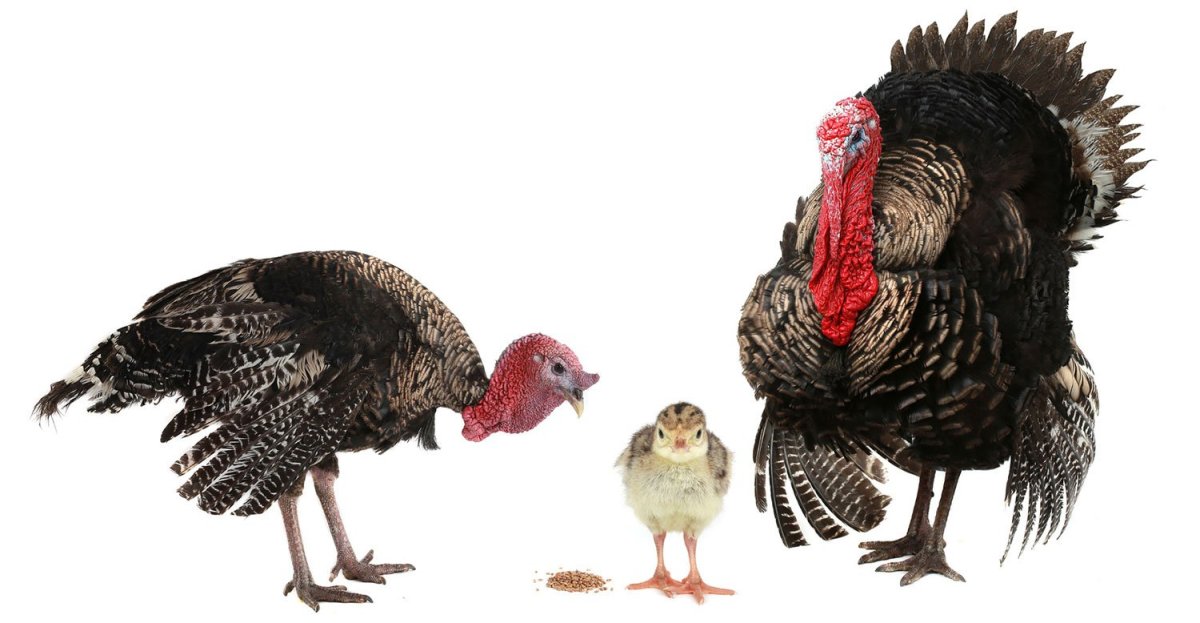 Индюк индюшка и индюшонок