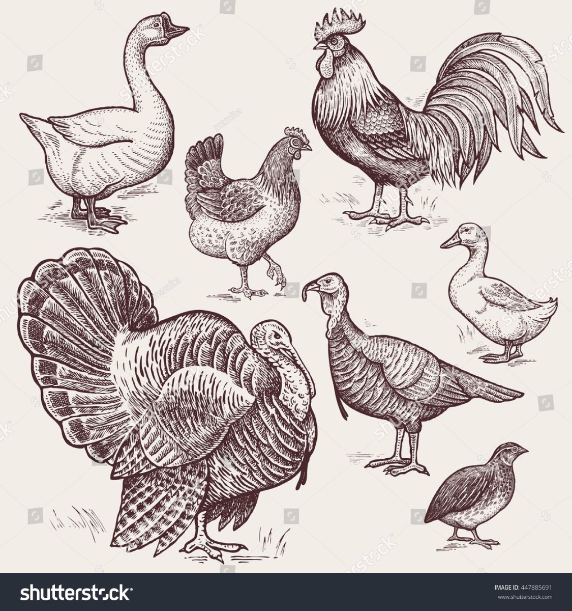 Акварель животные индюшка