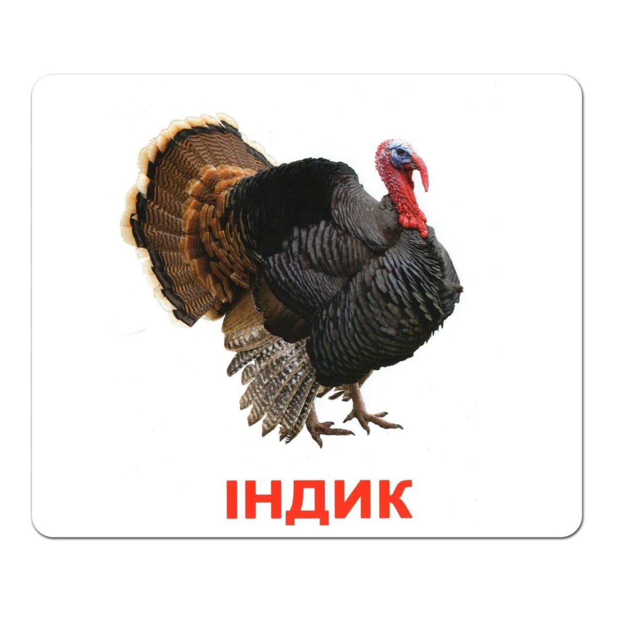 Карточки Домана индюк