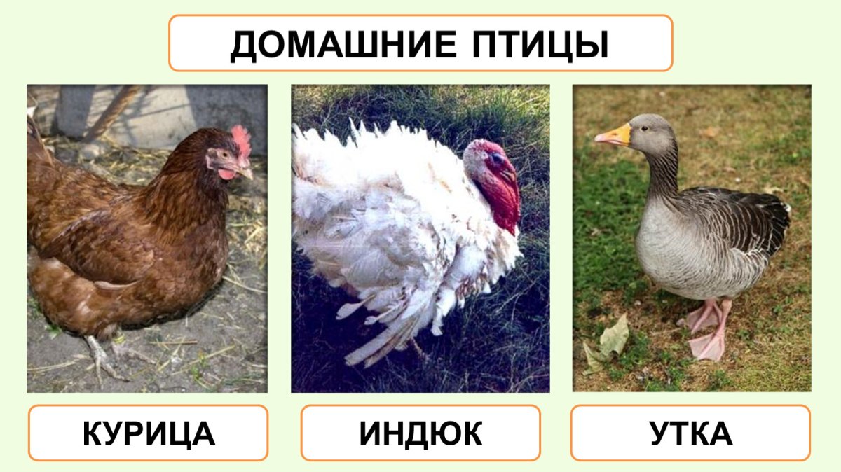 Курица утка индюк