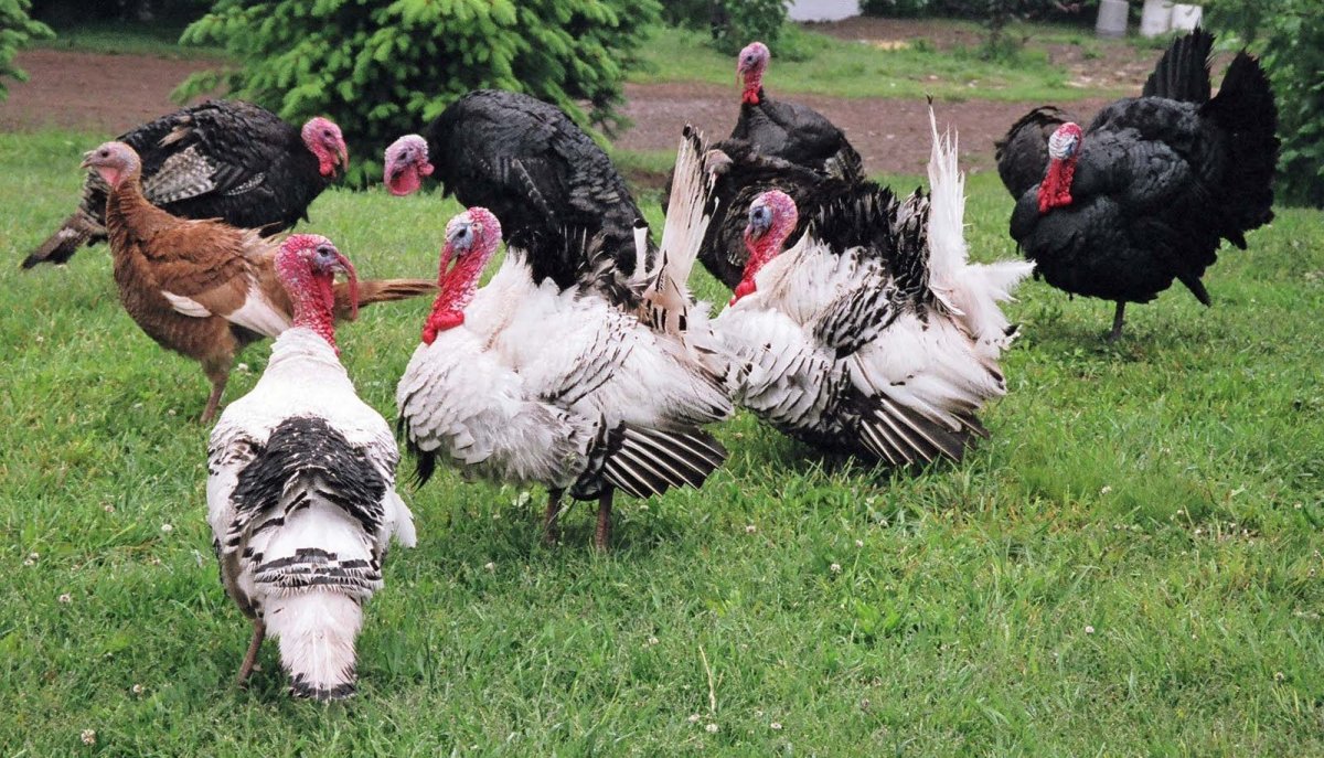 Индюшата породы Браун