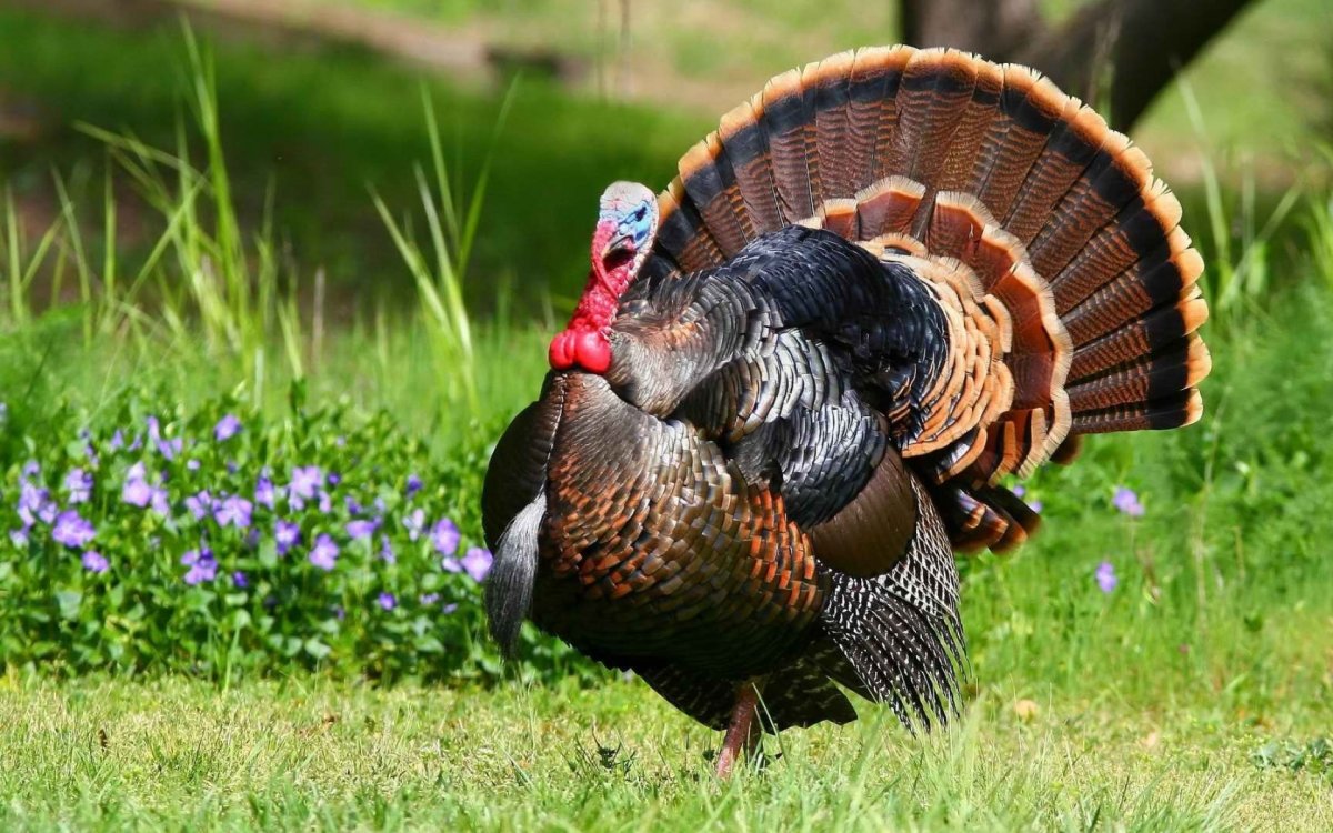 Wild Turkey индюк