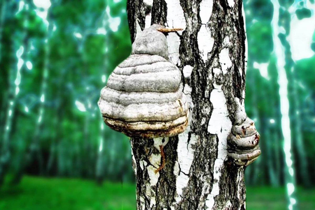 Чага (березовый гриб)