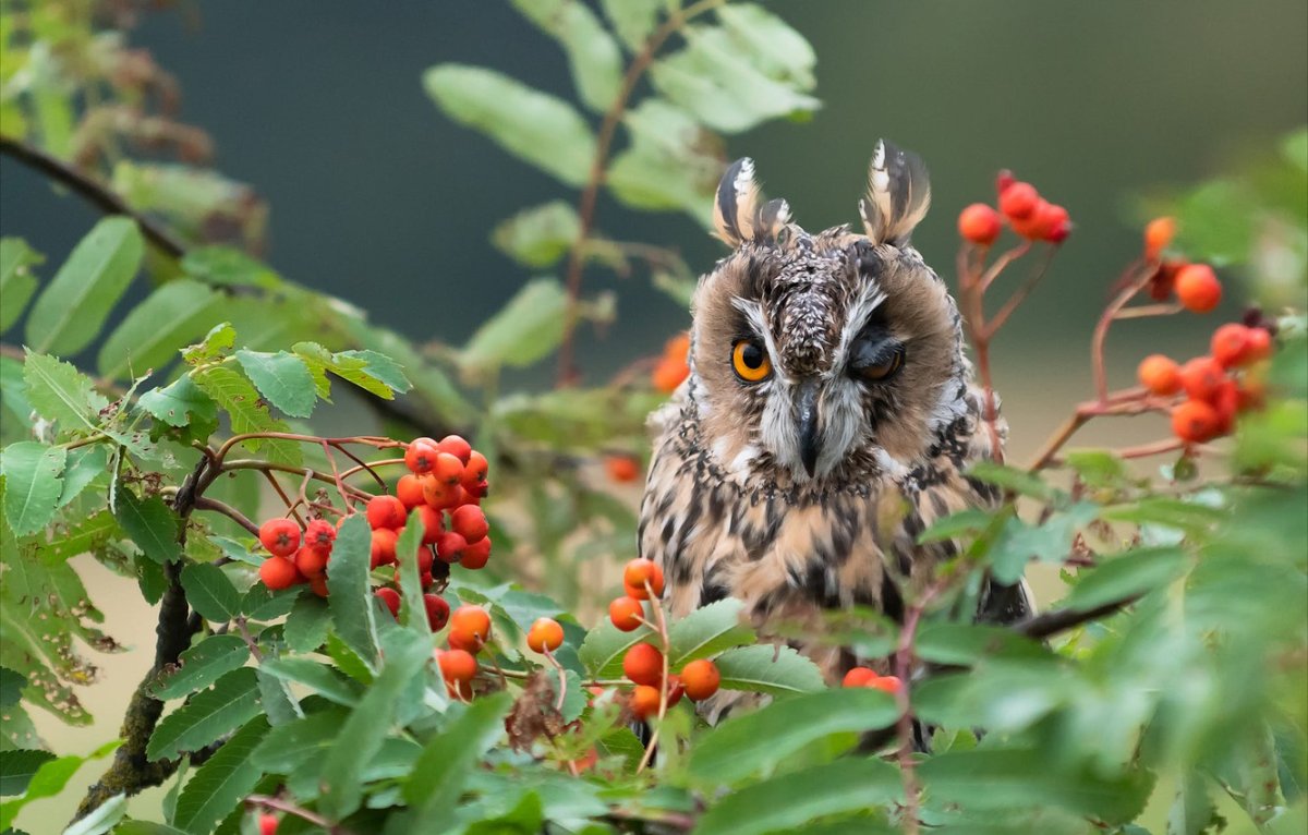 Сова машет крыльями