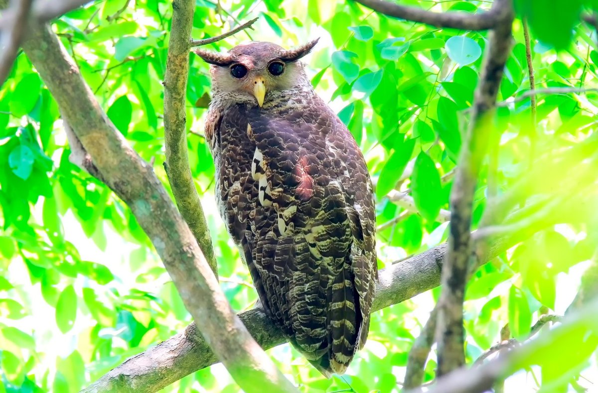 Золотистая щурка