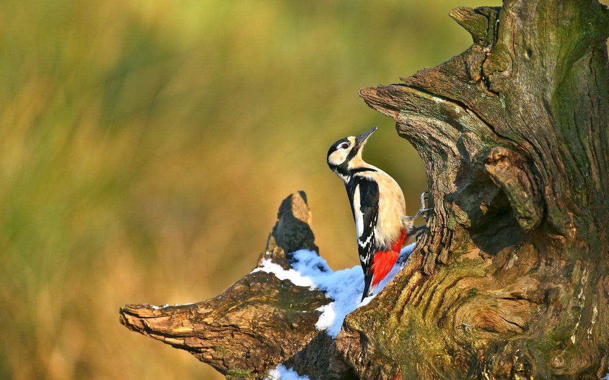 Лесные птицы дятел