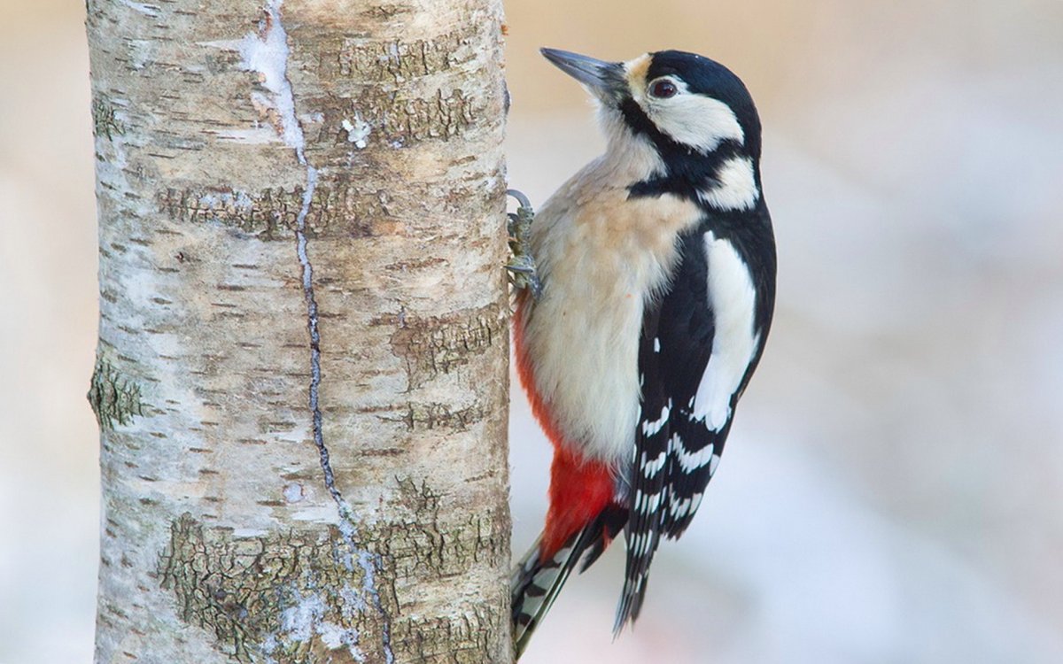 Вода плавающие птицы