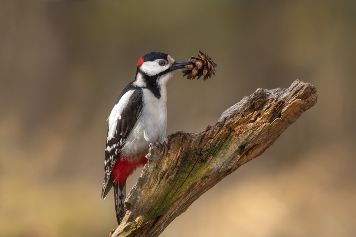 Животные весной