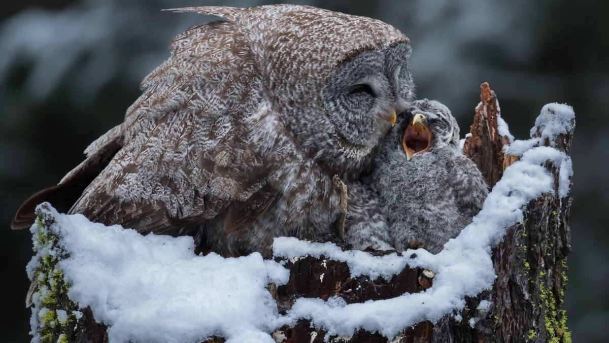 Совенок в снегу