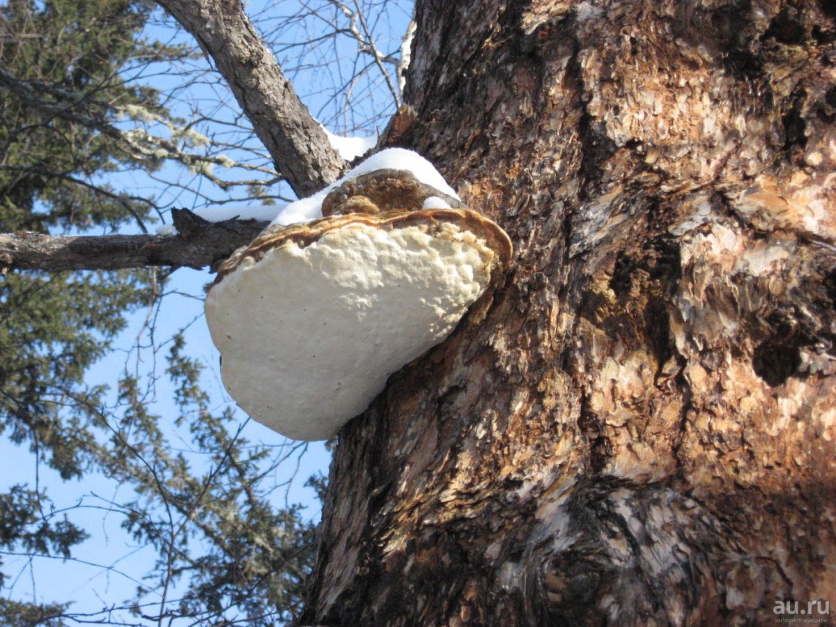 Водоплавающие птицы Ленинградской области лысуха