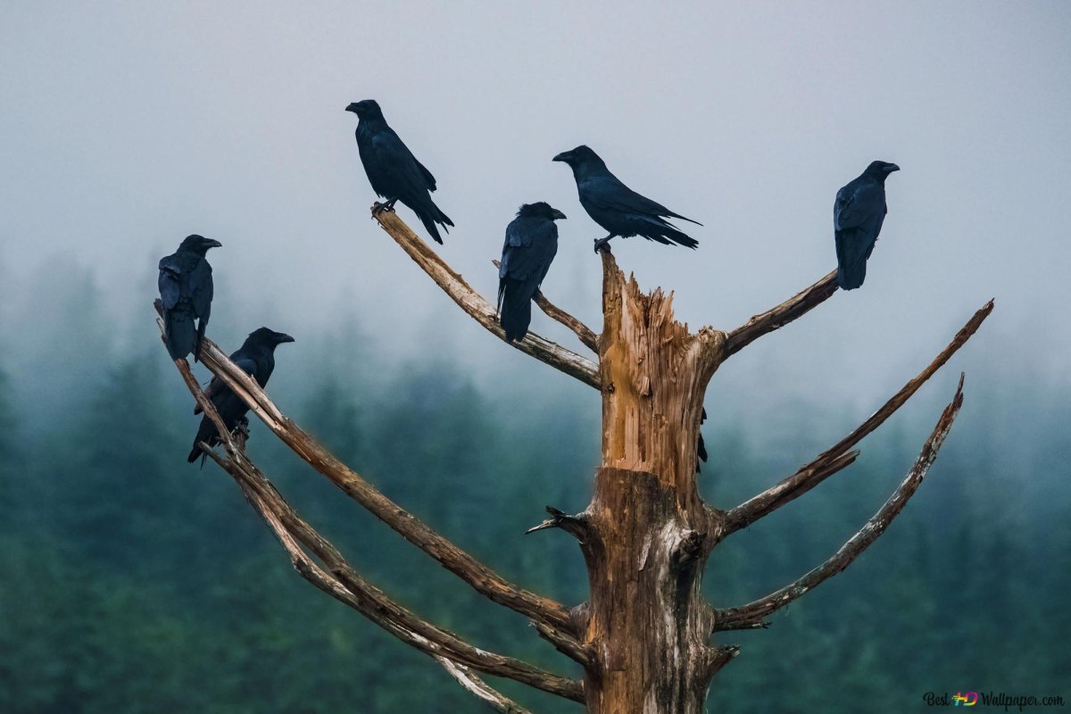 Яблоневая чага