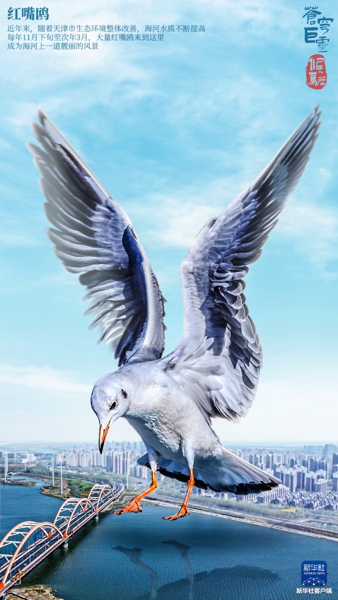 Мохнатый гриб