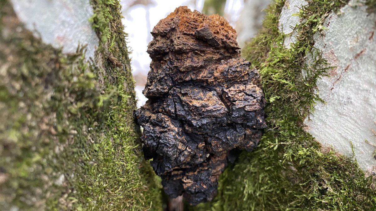 Дятел Весна