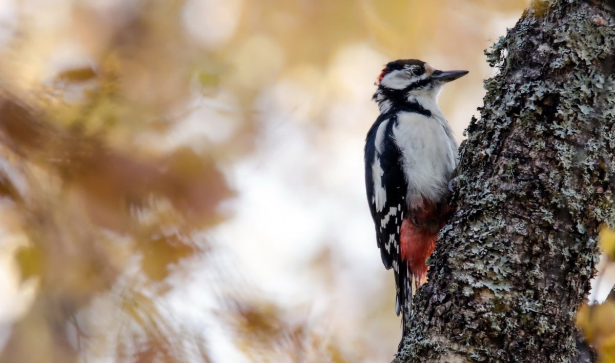 Красивая черная птичка