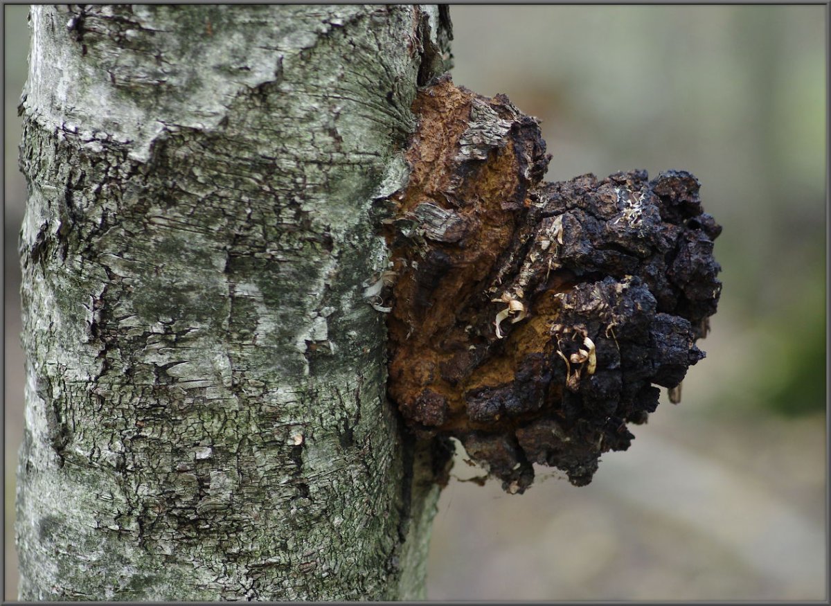 Бородатая неясыть зимой