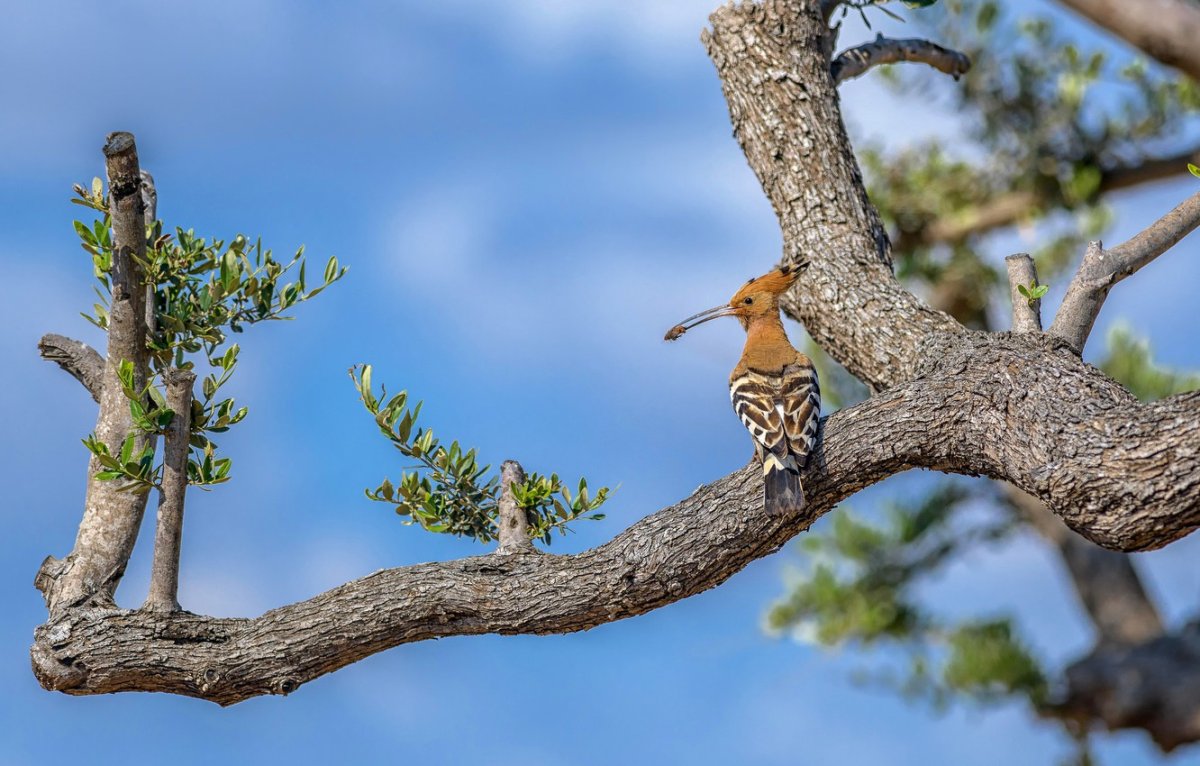 Североамериканский мохноногий Сыч