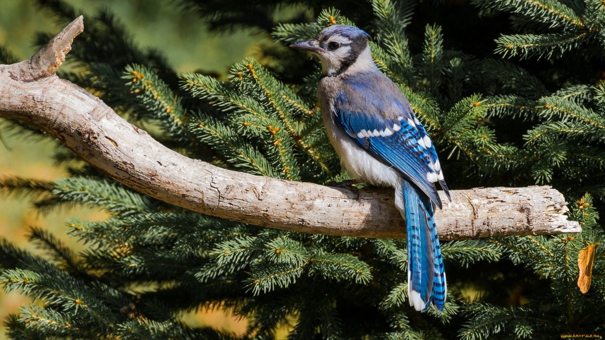 Грифовый Орлан