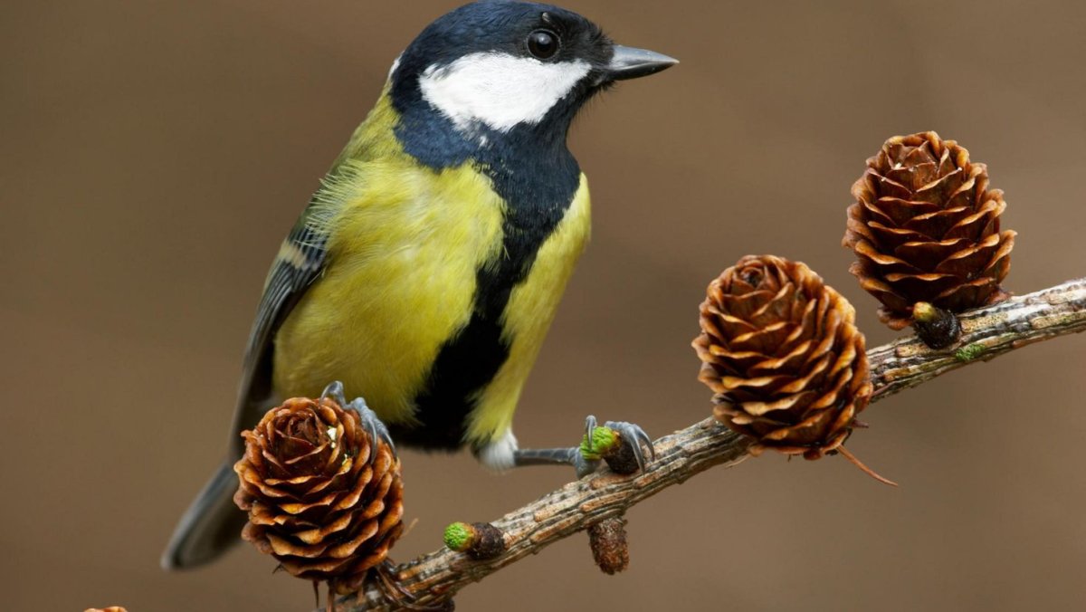 Дятел зимующая птица