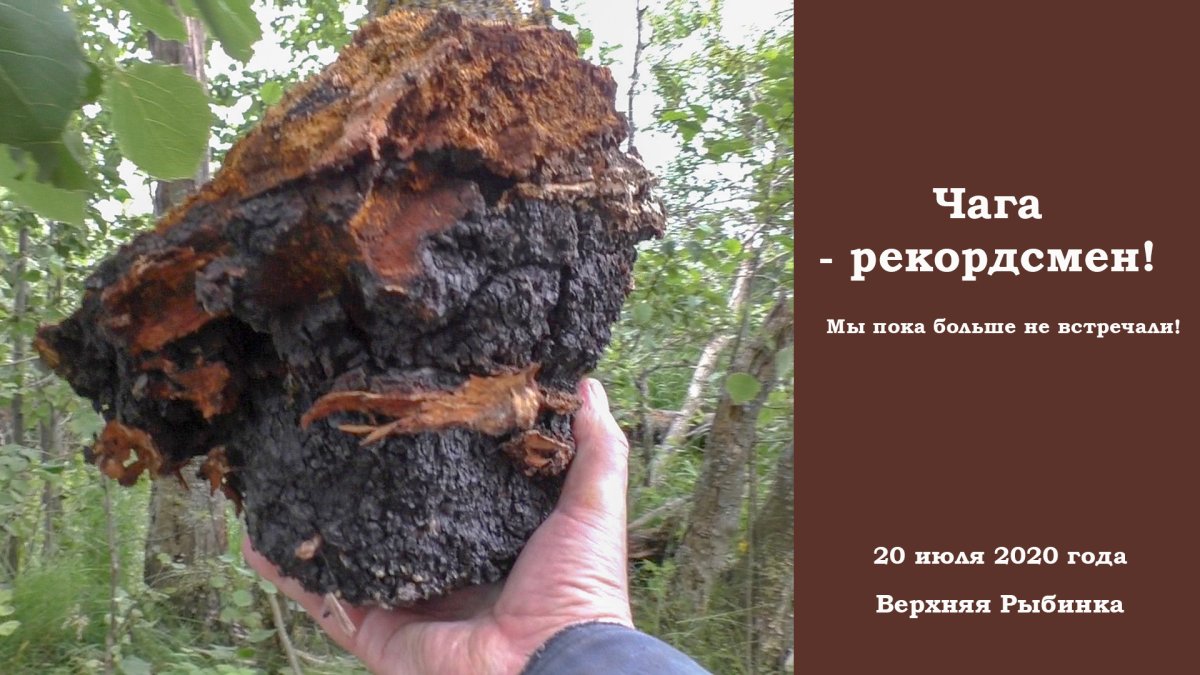 Чага Березовая экстракт