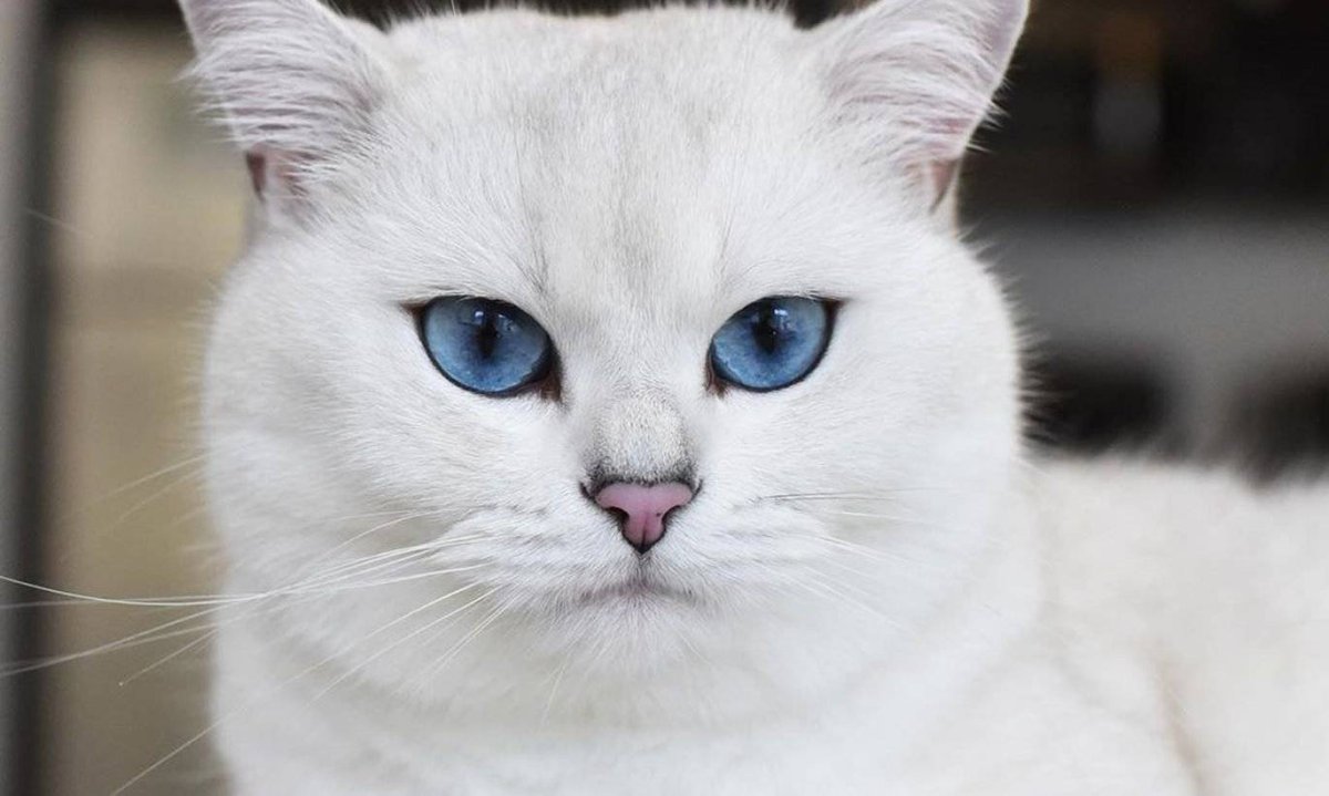 Британский короткошёрстный кот Коби