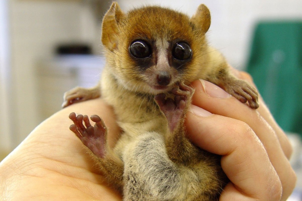 Карликовый лемур Лори
