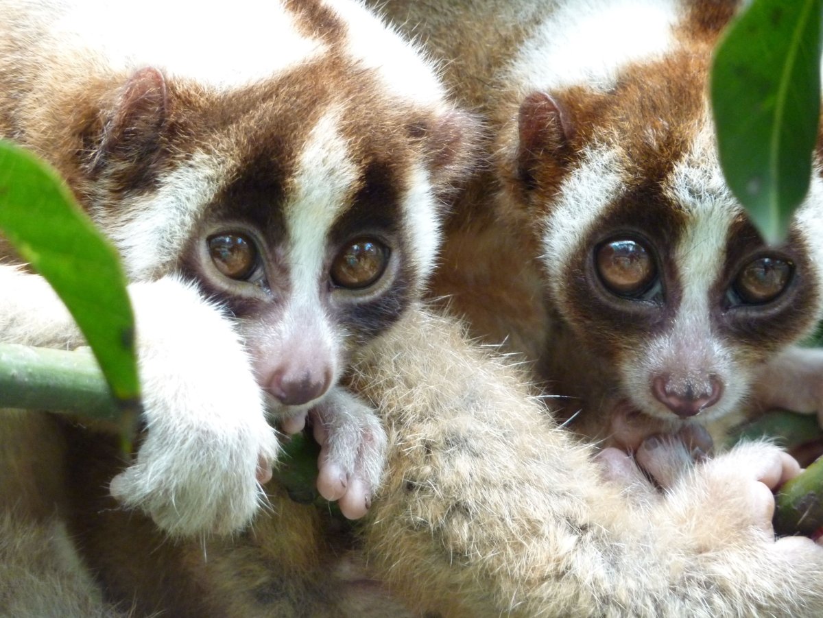 Лемур Лори домашний
