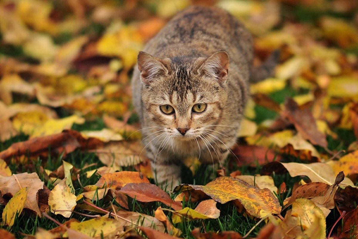 Котенок в осенних листьях