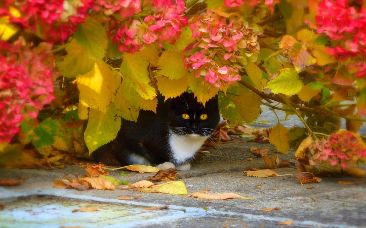 Кошка в листве