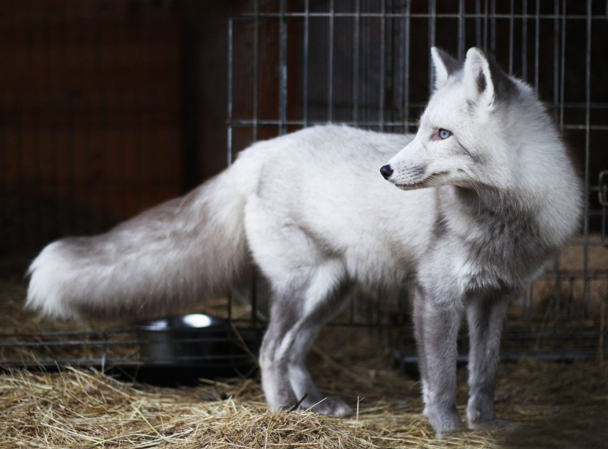 Канадская мраморная лисица