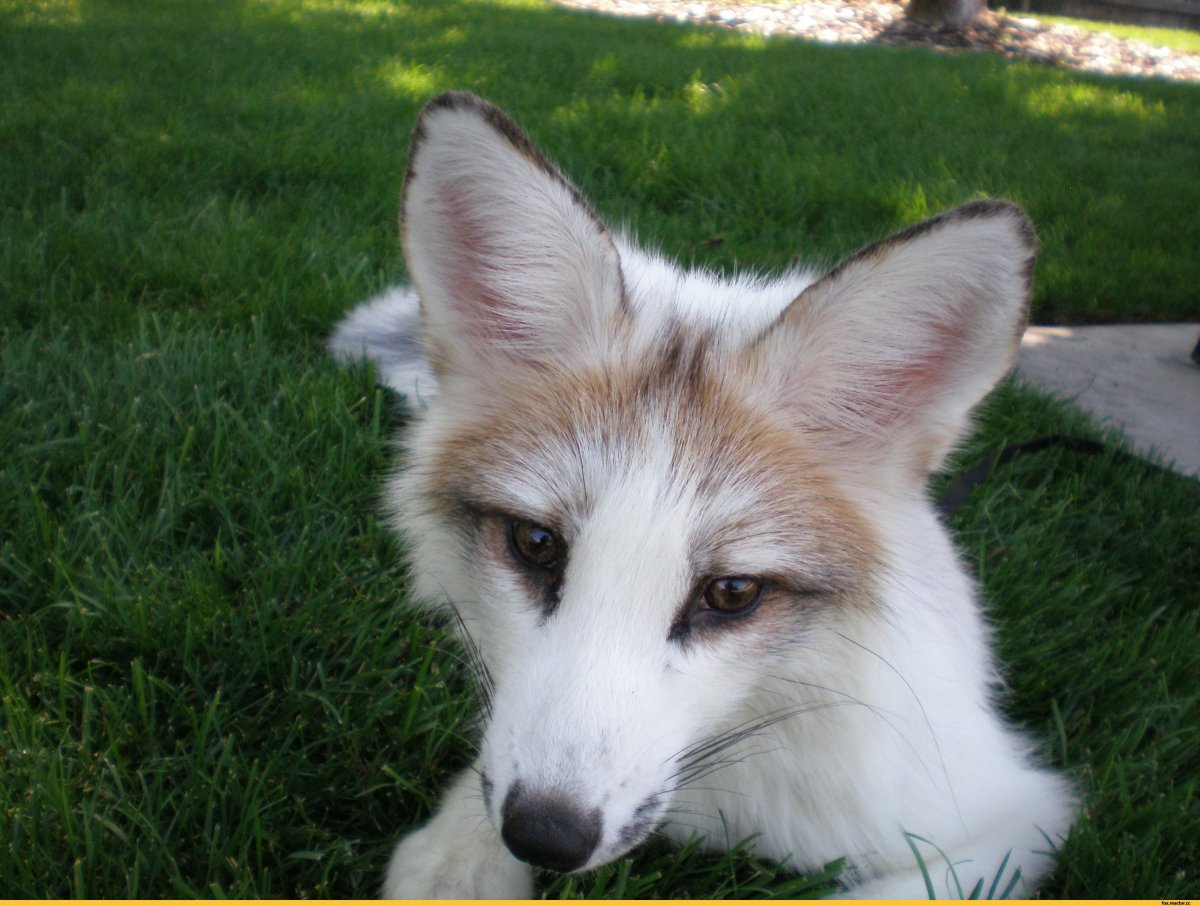 Лисица крестовка бургунди