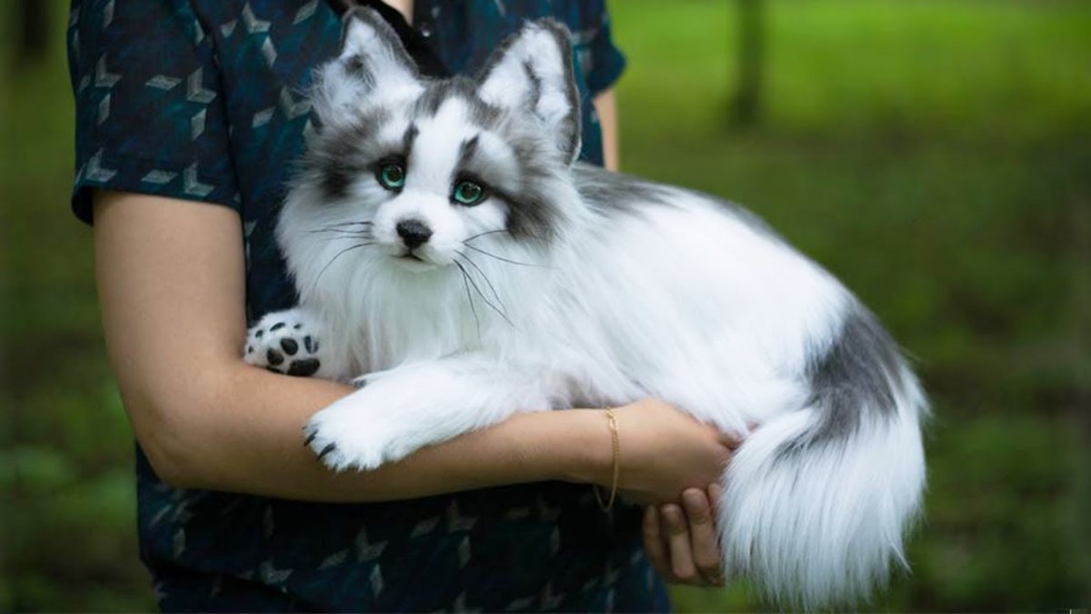 Мраморная лиса (Marble Fox)