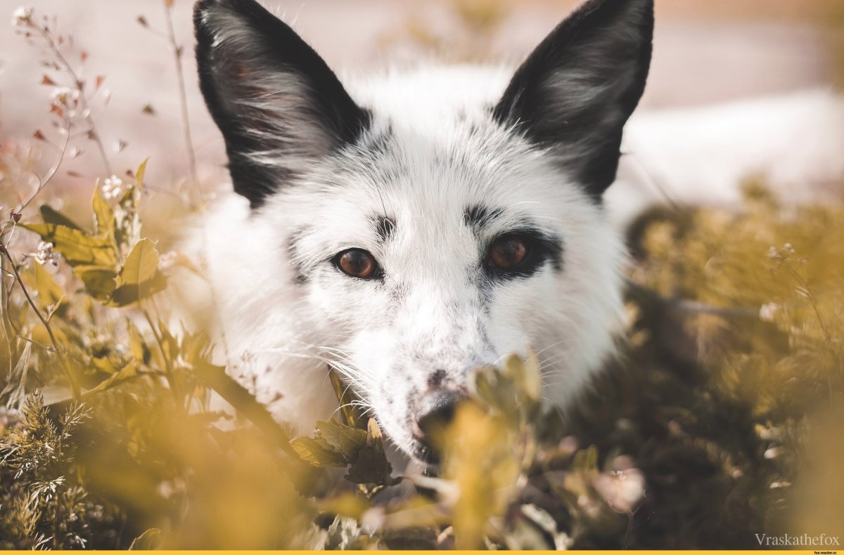 Канадская мраморная