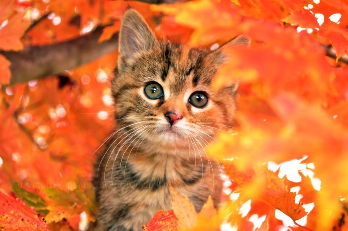 Котенок в осенней листве