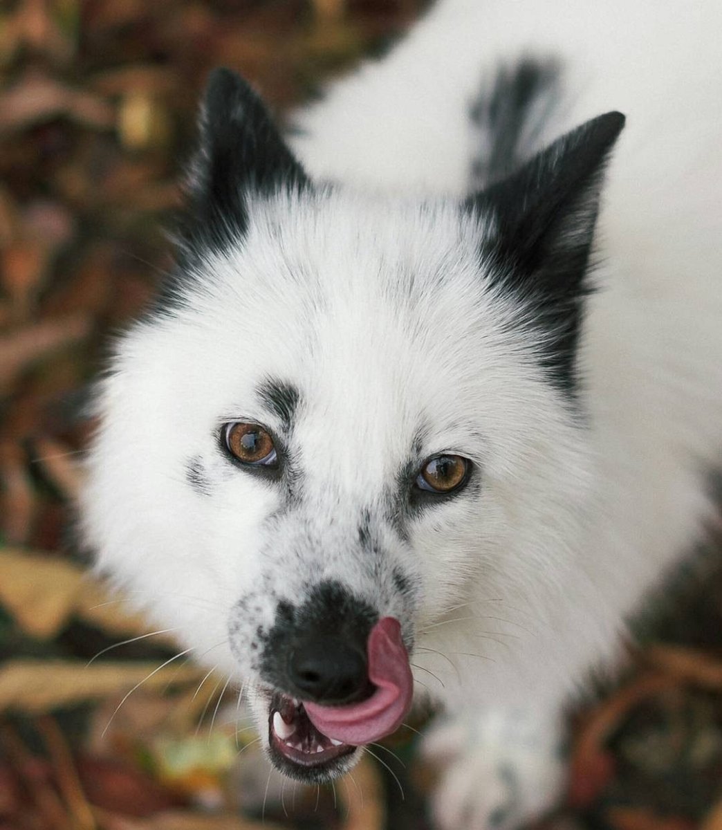 Лиса Жемчужная крестовка