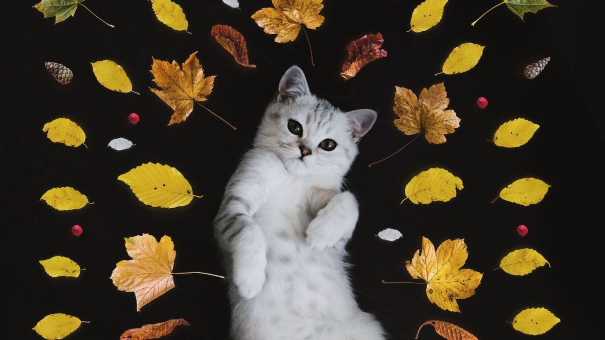 Котики на осеннем фоне