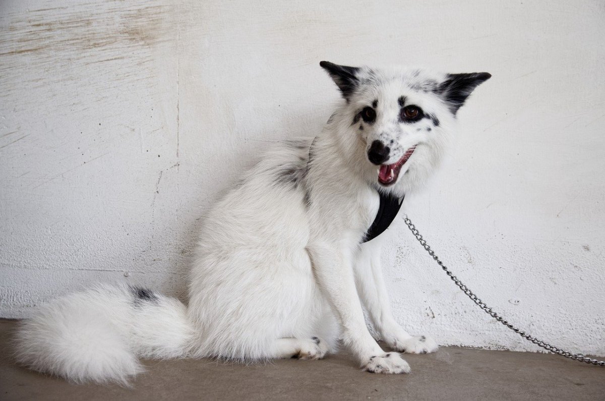 Канадская чернобурая лиса