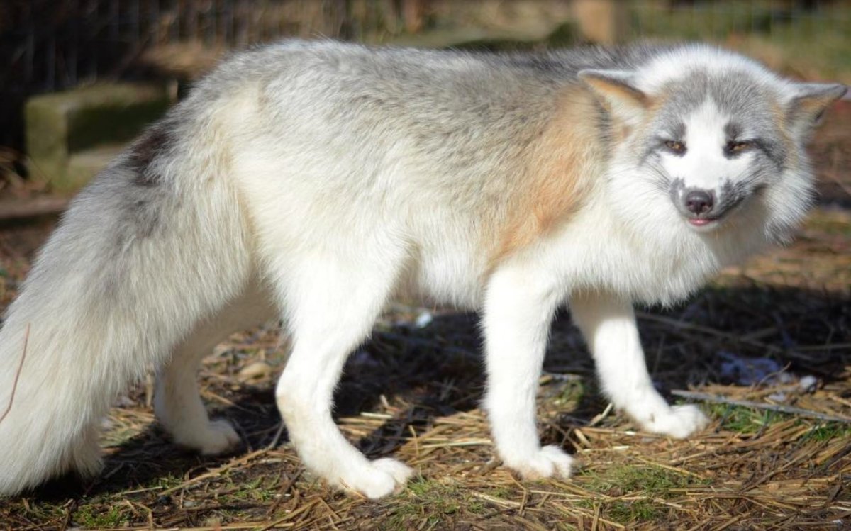 Арктическая мраморная лиса