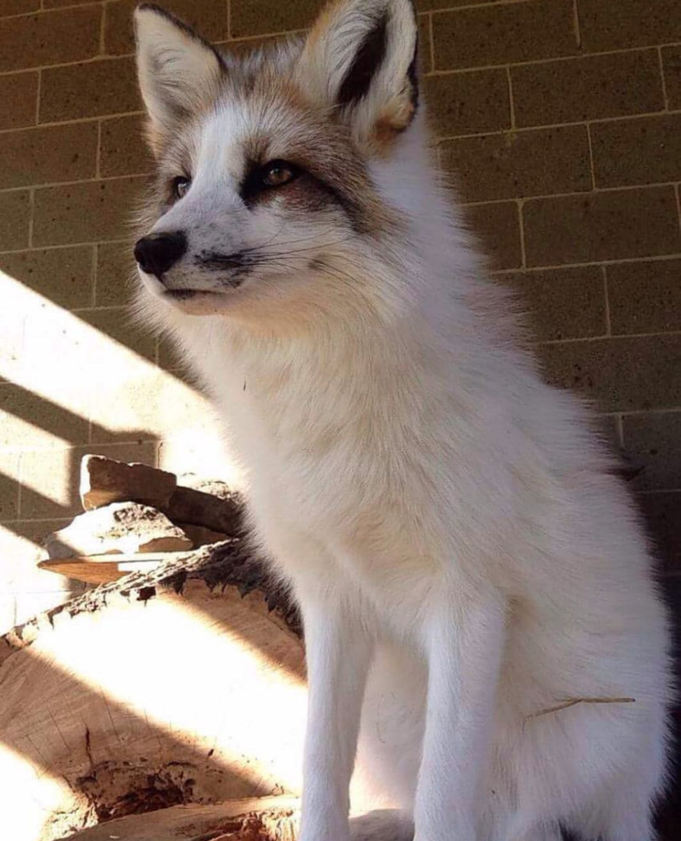 Мраморная лиса среда обитания