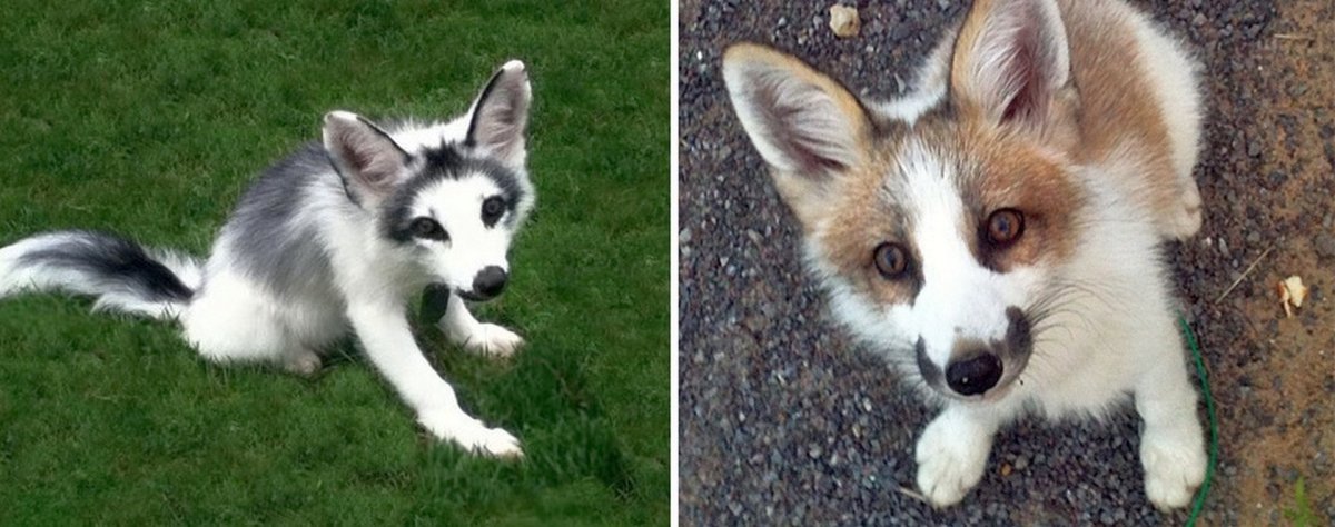 Мраморная лиса (Marble Fox)