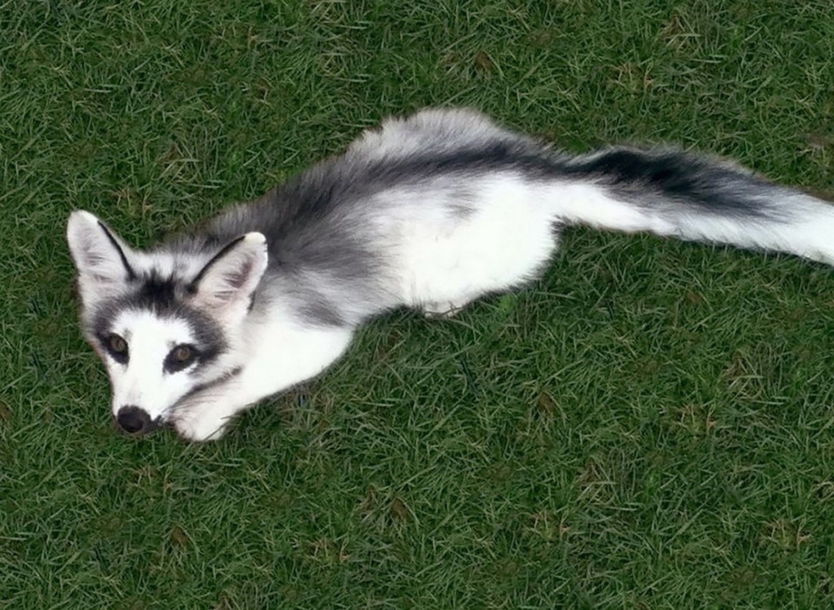 Лиса Сангло