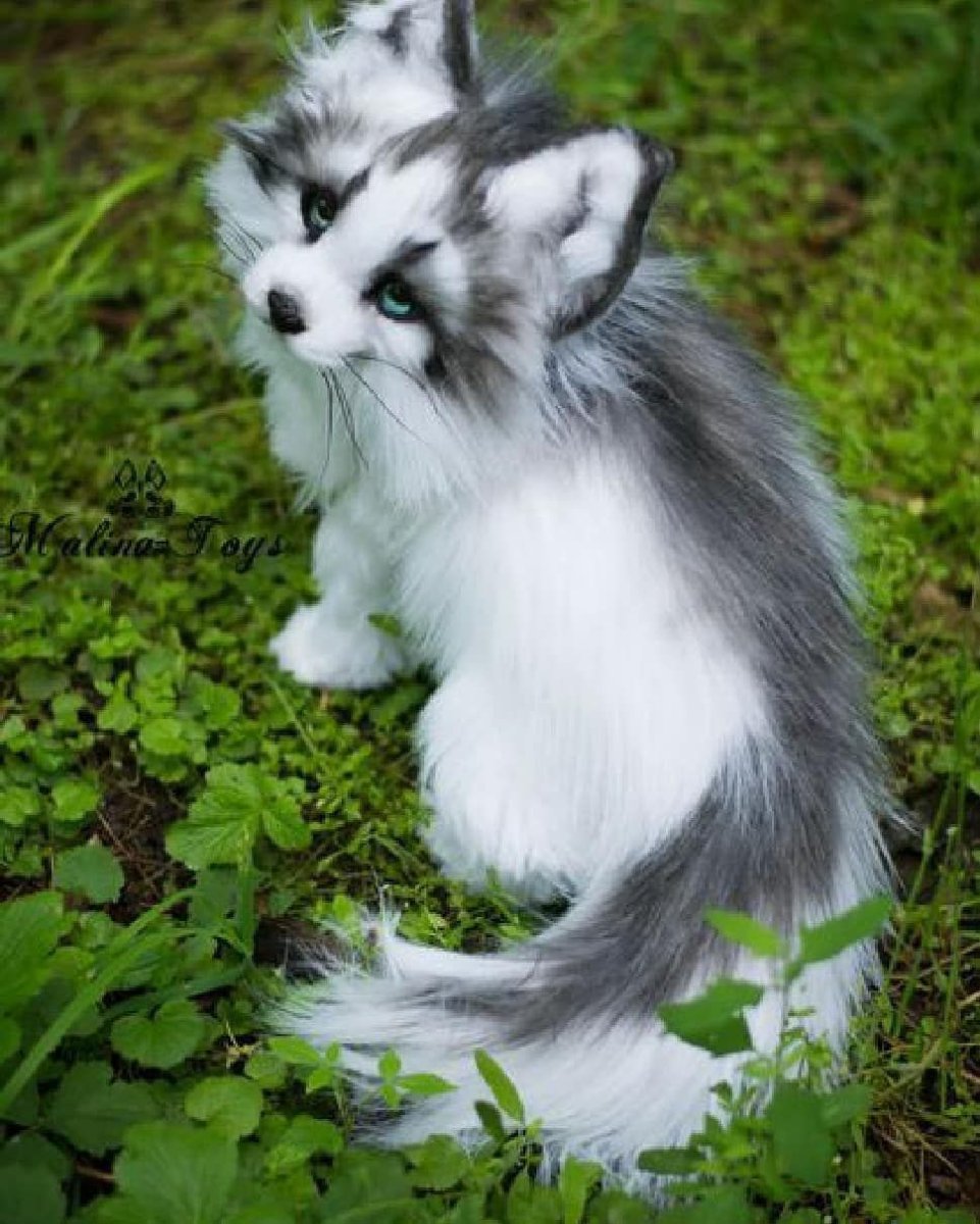 Канадский м мраморный Лис