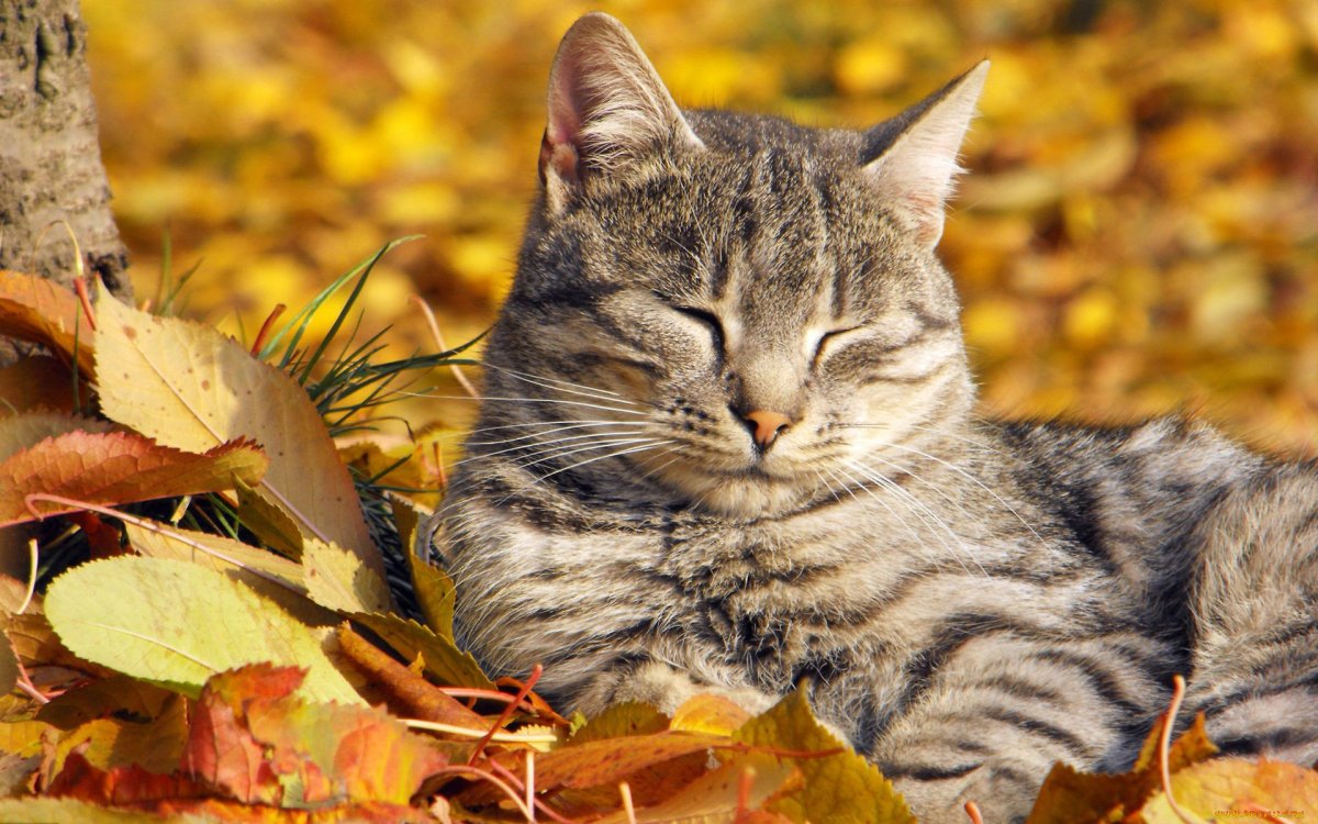 Осенний котик