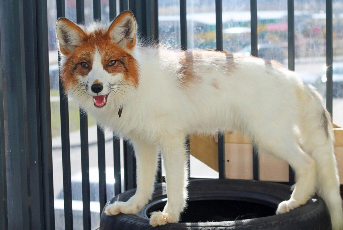 Лисица Сангло