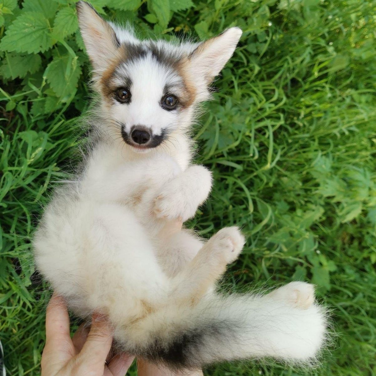 Мраморная крестовка Лисёнок