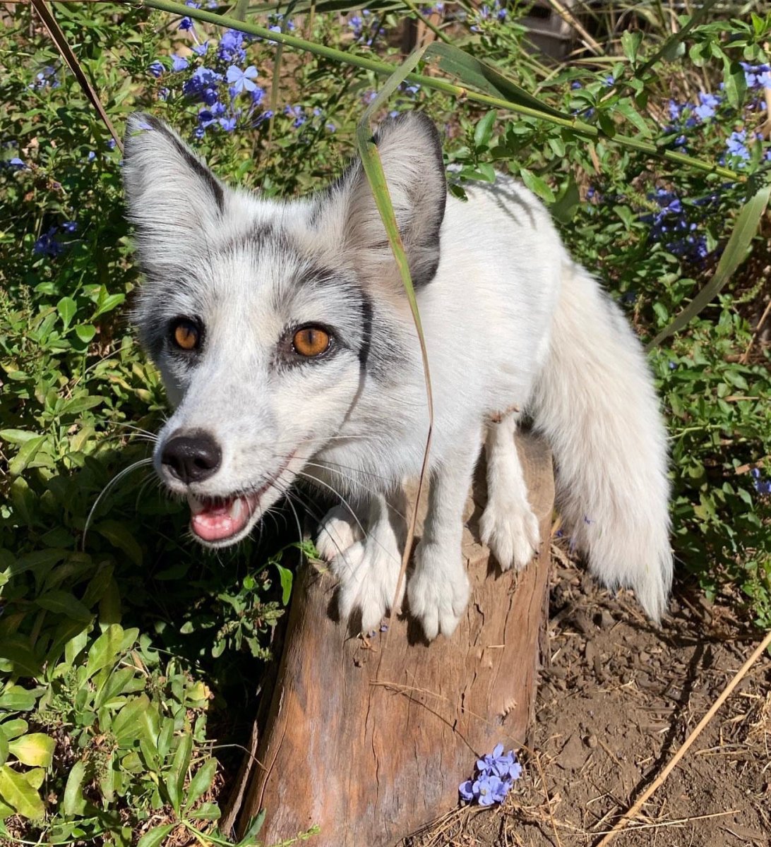 Песец гетерохромия