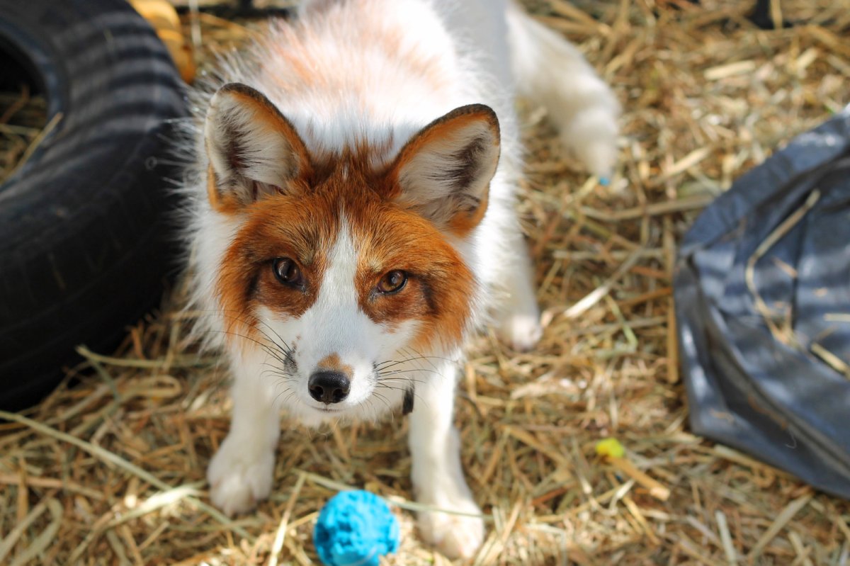 Бакурианская лиса