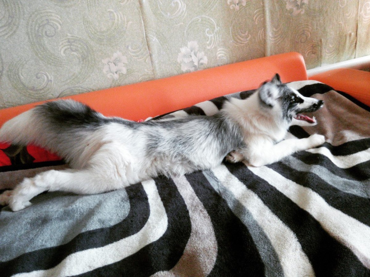 Чернобурая лисица