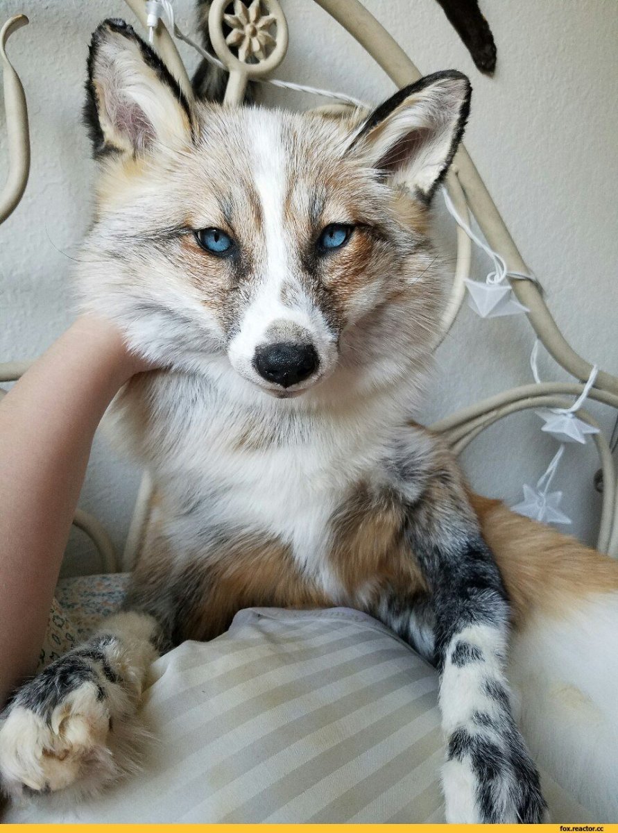 Белая лиса домашняя