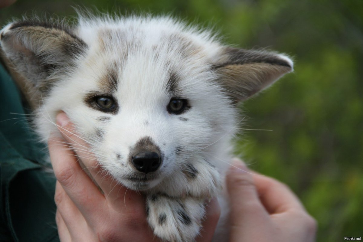 Мраморная лиса (Marble Fox)