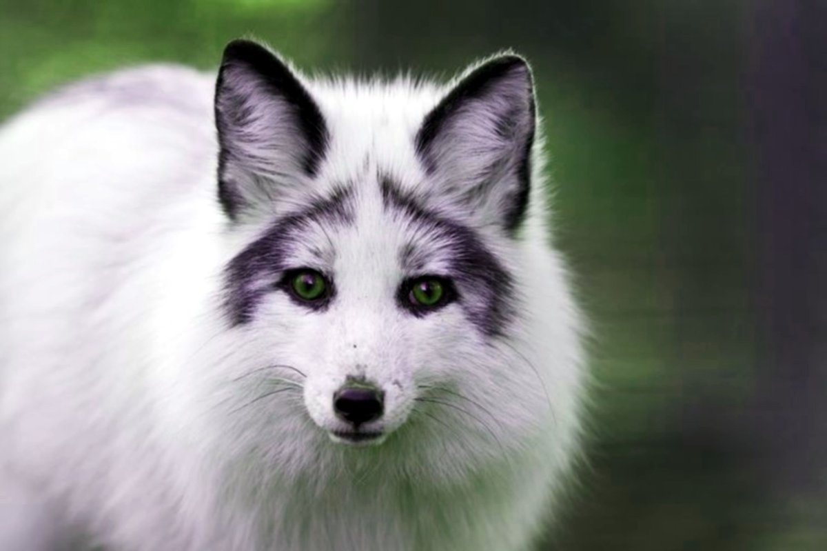 Мраморная лиса (Marble Fox)